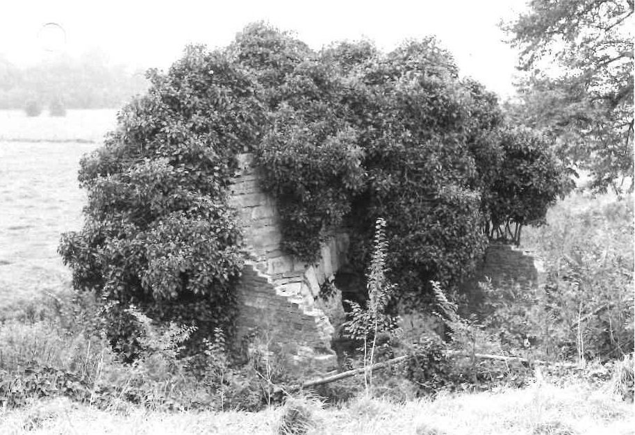 black and white photo of tree cover arch-ruin