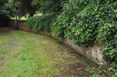 Red brick wall along grass, overgrown by ivy