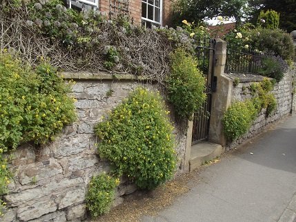 overgrown wall in front of a house