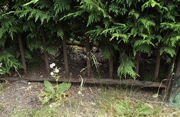 iron railing overgrown by fir hedge